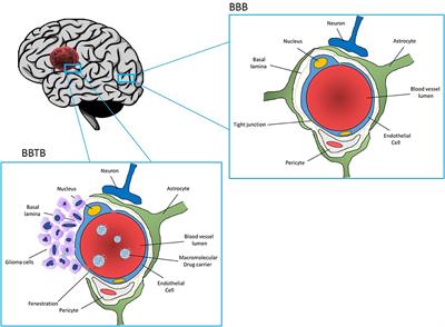 Macromolecular Drug Carriers for Targeted Glioblastoma Therapy: Preclinical Studies, Challenges, and Future Perspectives